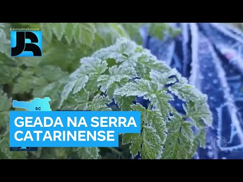 Serra de Santa Catarina registra geada e temperaturas negativas