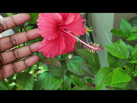 Benefits of Hibiscus Flower for good health