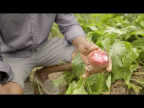 Fiskars Innhøstningskniv, foldbar