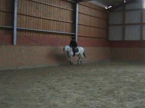 Milton www.KS-Sportpferde.de