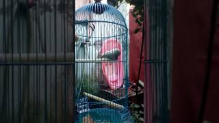 Download lagu Lovebird cumbu mp3