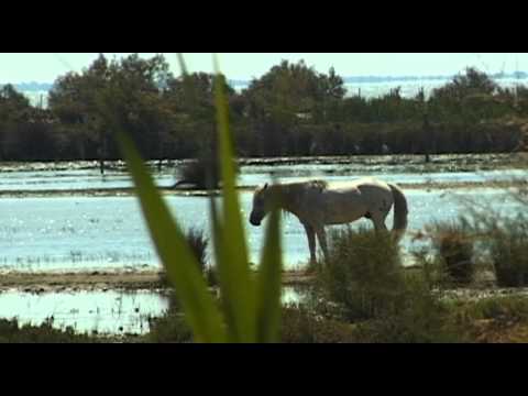 Camargue Vacation Travel Video Guide