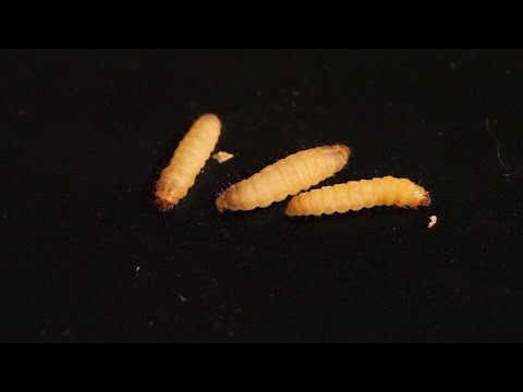 Wax Worm to Moth -  Life Cycle in one minute
