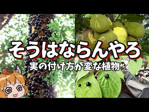 本物のブタクサ 植物