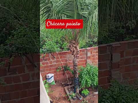 chuva forte Fortim CE