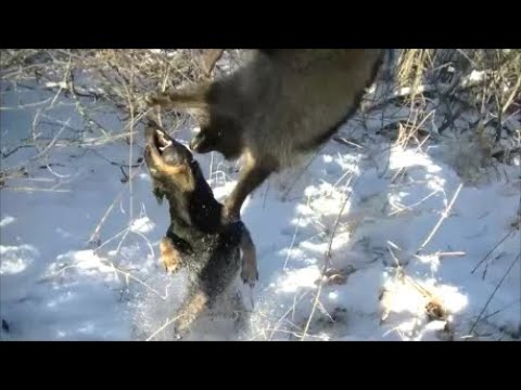 охота на енота международная