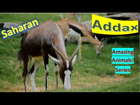 Addax facts 🦌 White Antelope 🦌 Screwhorn Antelope 🦌 Sahara favorites 🤩