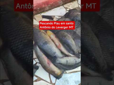 pescaria de Piau em santo Antônio do Leverger mato grosso