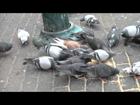 Pigeons Eating Sesame Seeds (2)