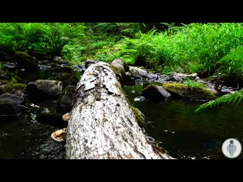 Video test Sony FDR AX33