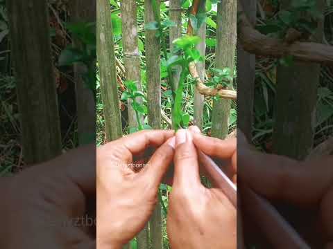 Cara tutorin pelintir bonsai sancang