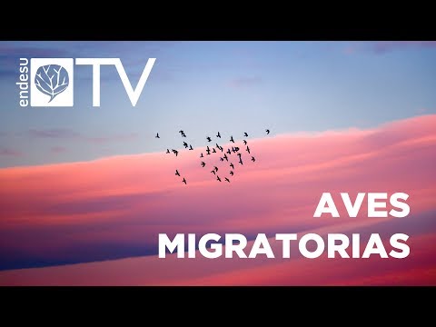 , title : 'ENDESU.TV | 5: Aves migratorias. Un fenómeno espectacular.'