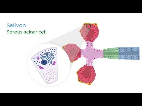 Parotid gland   Kenhub   Google Chrome 2022 02 19 11 53 41