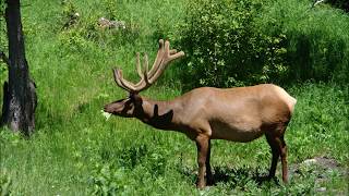 Lean on Me - Anne Murray; Rocky Mountain National Park on June 19, 2014