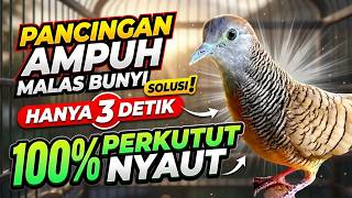 Download lagu Pancingan Perkutut Lokal Gacor Suara Paling disukai Bikin Lawan Langsung NYAUT mp3 Download lagu Pancingan Perkutut Lokal Gacor Suara Paling disukai Bikin Lawan Langsung NYAUT mp3