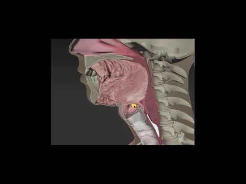 Anatomy & Physiology of Swallowing -- MBSImP Animations