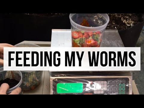 First Feeding Of The New Worm Bin