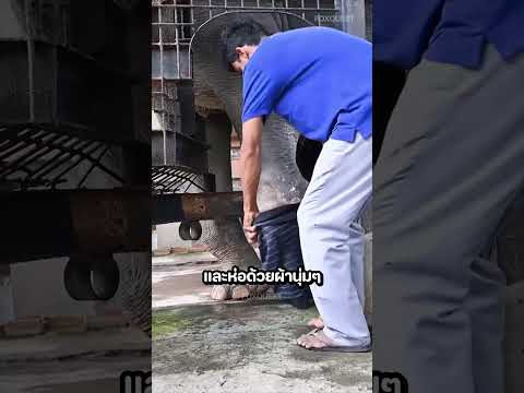 ชายคนนี้ทำขาเทียมให้ช้างของเขา 🐘🦿