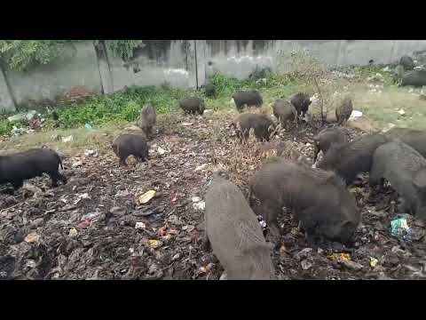 "Harmony in Nature: Black Pig Farming in the Enchanting Forest",black pig farming in forest