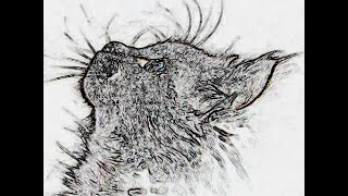 Les chats en mouraient d'un cancer