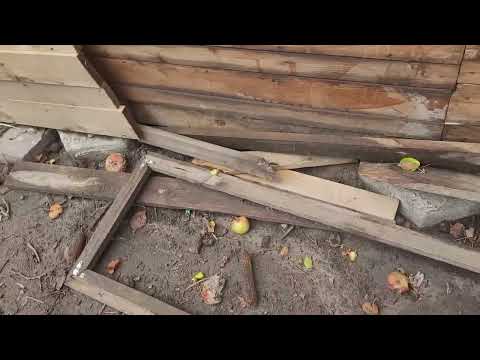 vlog#341 powrót szczura