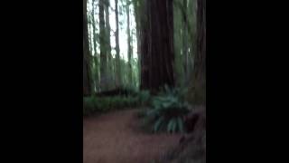 Stout Grove the Ethereal Forest