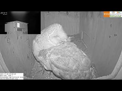 Love is in the air: Barn owls preen each other feathers, strengthen their bond as a pair. 26.11.21