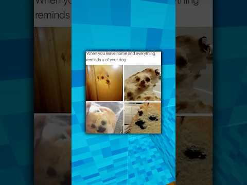 Dog Memes