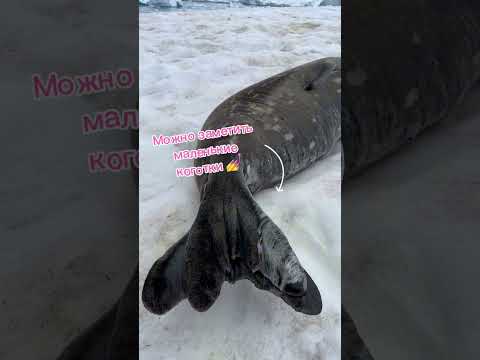 Обзор на антарктического тюленя  #антарктида #antarctica #антарктика #животные #арктика #тюлень