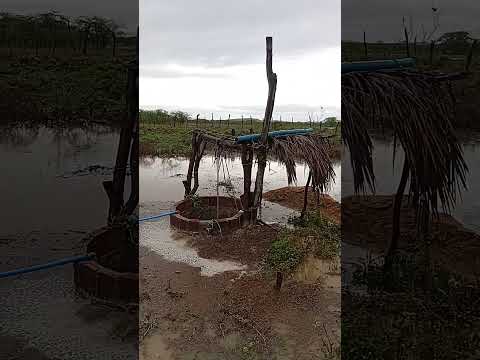 muita chuva Ibimirim-PE 26/02/26 #nordeste