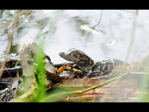 CIRCLE B BAR RESERVE - Bird, Gators, and more