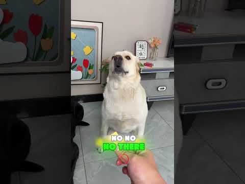 💦🍎🤔It fell in the water&mdash;do you think it&rsquo;s still edible? #funnypets#funny#funnyvideos