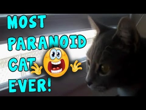 Most Paranoid Cat Ever (Original Video)