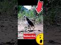 ডাহুক পাখি ডাক Dahuk Pakhi Sound Trap Shorts Viral Trending Ytshorts Youtube