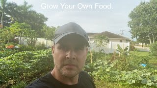Florida Permaculture Urban Food Forrest.