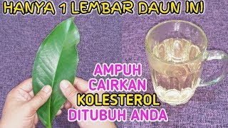 Download lagu Cukup 1 Lembar Daun Ini Kolesterol Cair ll Cara Alami Menghilangkan Kolestrol mp3