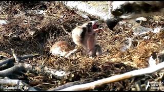 Iris and Louis Feed the Kids - Hellgate Osprey nest - Missoula, MT - 6/5/2018