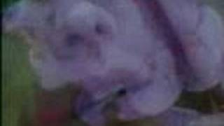 Dot Allison - Thief Of Me