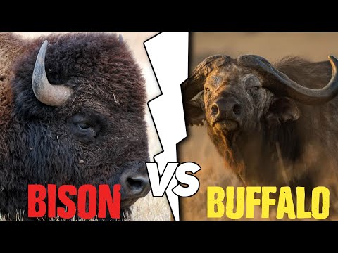 BISON vs BUFFALO |  WHO IS THE MOST INTERESTING