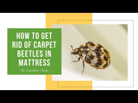 YouTube video about: How to get rid of carpet beetles in mattress?