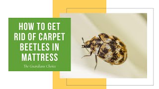 3 Ways to Get Rid of Carpet Beetles in Mattress | The Guardians Choice