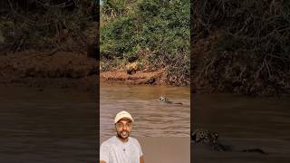 Onça mergulhado foi na capivara 😱