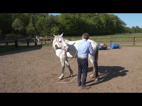 MUSTANG MAKEOVER 2018 Team Birger (TAG 4023) - Update 3