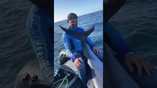 Download lagu Fishing 600 Lbs bluefin tuna on spinning reel in Atlantic! mp3 Download lagu Fishing 600 Lbs bluefin tuna on spinning reel in Atlantic! mp3