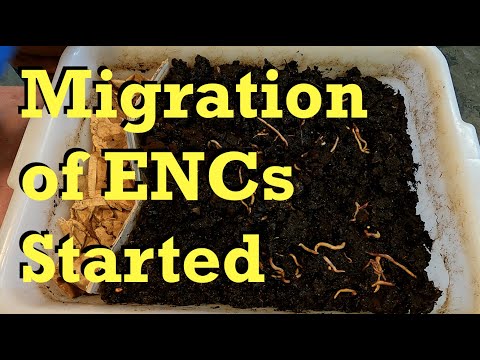 139-day old ENC system's foraging ends & migration starts - worm farm vermicomposting
