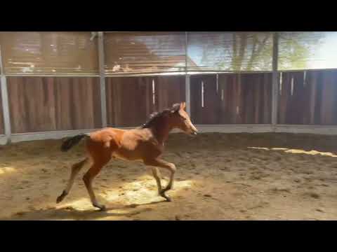 Dynamic Dream X Blue Hors Zack  *filly 2022*