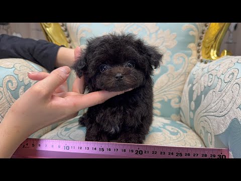 YouTube動画のサムネイル