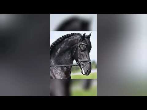 muharem vrsac 2024 sa halem e love