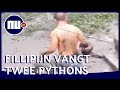 Tuinman schudt twee pythons uit boom op de Filipijnen | NU nl