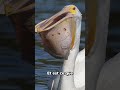 LA PIRE ERREUR QU UN PELICAN PEUT FAIRE